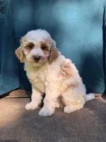 Jasper, a male Portuguese Water Dog and Poodle - Miniature  for sale in Yacolt, WA – 4 of 10
