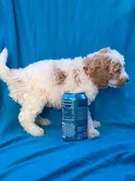 Cookie, a female Portuguese Water Dog and Poodle - Miniature  for sale in Yacolt, WA – 5 of 6