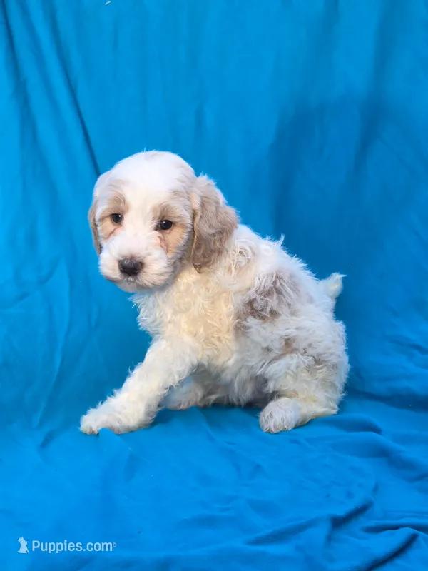 Pebbles – Portuguese Water Dog, Poodle - Miniature  puppy for sale in Yacolt, WA
