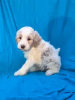 Pebbles, a male Portuguese Water Dog and Poodle - Miniature  for sale in Yacolt, WA – 1 of 5