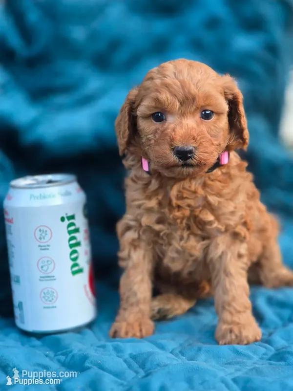 Sydney  – Poodle - Miniature  puppy for sale in Yacolt, WA