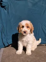 Cookie, a female Portuguese Water Dog and Poodle - Miniature  for sale in Yacolt, WA – 2 of 10