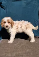 Cookie, a female Portuguese Water Dog and Poodle - Miniature  for sale in Yacolt, WA – 3 of 10
