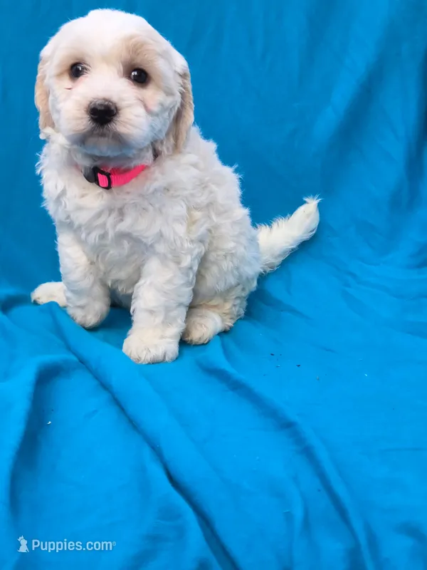 Bubbles – Portuguese Water Dog, Poodle - Miniature  puppy for sale in Yacolt, WA