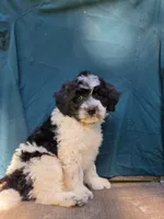 Sylvester , a male Portuguese Water Dog and Poodle - Miniature  for sale in Yacolt, WA – 2 of 10