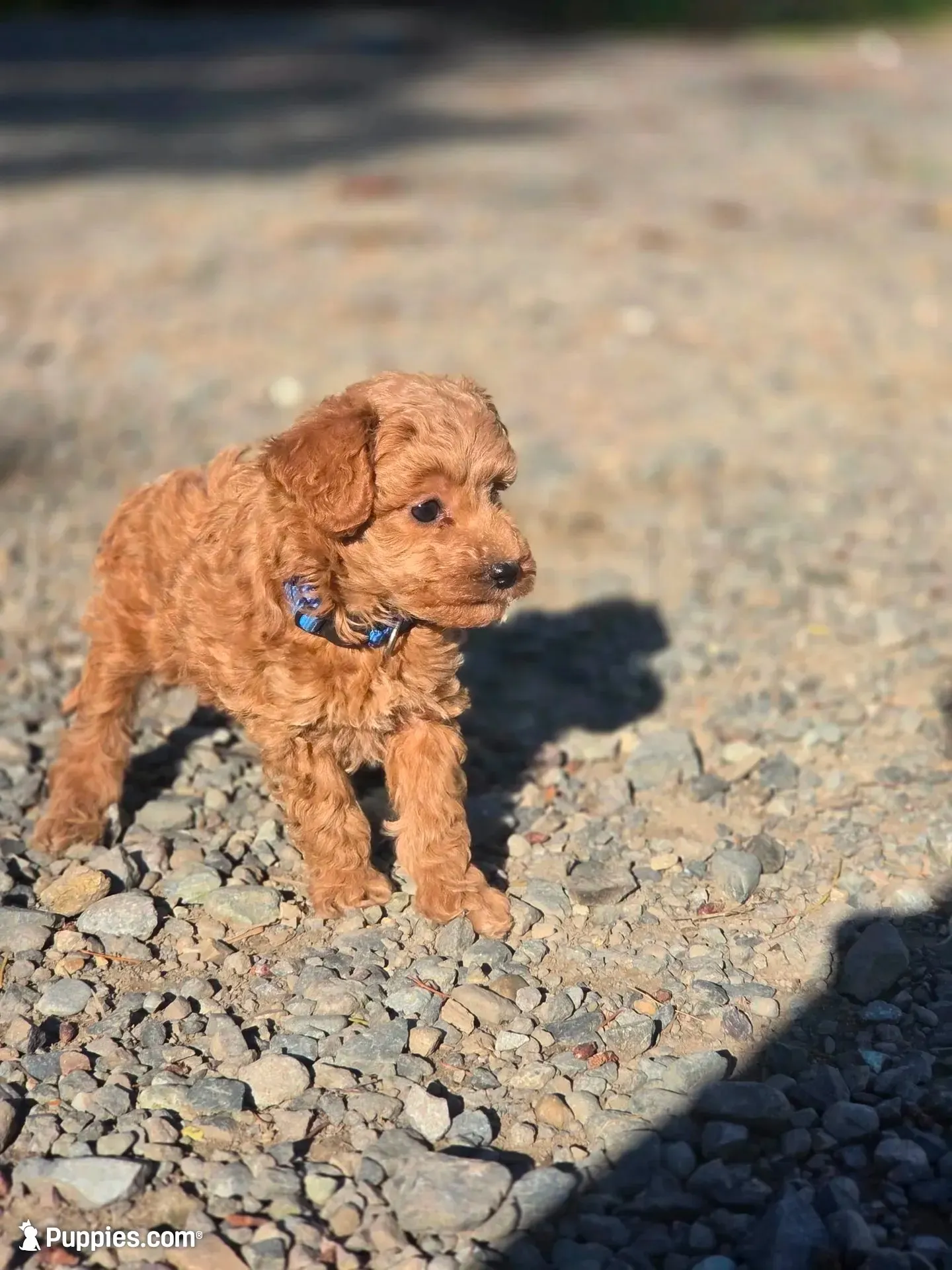 Ralf, a male Poodle - Miniature  for sale in Yacolt, WA – 6 of 7