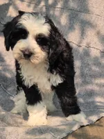 Candy, a female Sheepadoodle for sale in Yacolt, WA – 1 of 7
