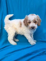 Cookie, a female Portuguese Water Dog and Poodle - Miniature  for sale in Yacolt, WA – 6 of 6