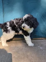 River, a male Portuguese Water Dog and Poodle - Miniature  for sale in Yacolt, WA – 3 of 8