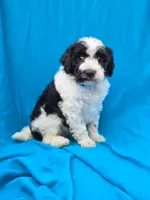 Winter, a female Portuguese Water Dog and Poodle - Miniature  for sale in Yacolt, WA – 4 of 7