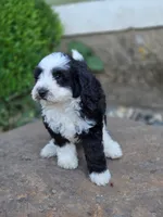 Candy, a female Sheepadoodle for sale in Yacolt, WA – 3 of 3