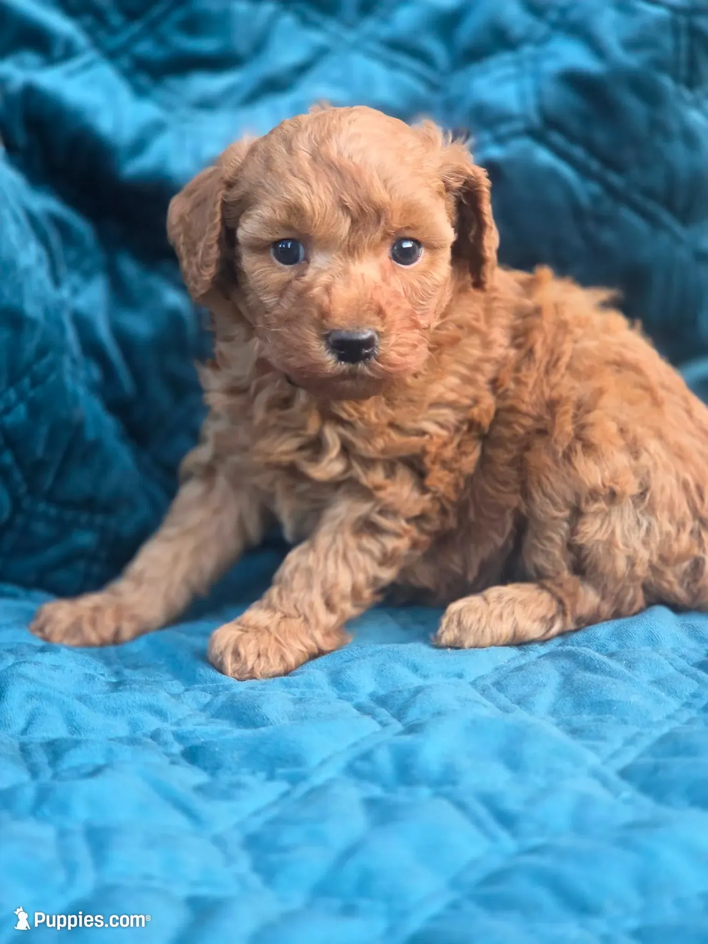 Sydney , a male Poodle - Miniature  for sale in Yacolt, WA – 4 of 9