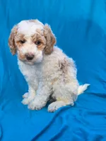 Cookie, a female Portuguese Water Dog and Poodle - Miniature  for sale in Yacolt, WA – 4 of 6