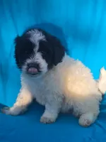 Sylvester , a male Portuguese Water Dog and Poodle - Miniature  for sale in Yacolt, WA – 6 of 6