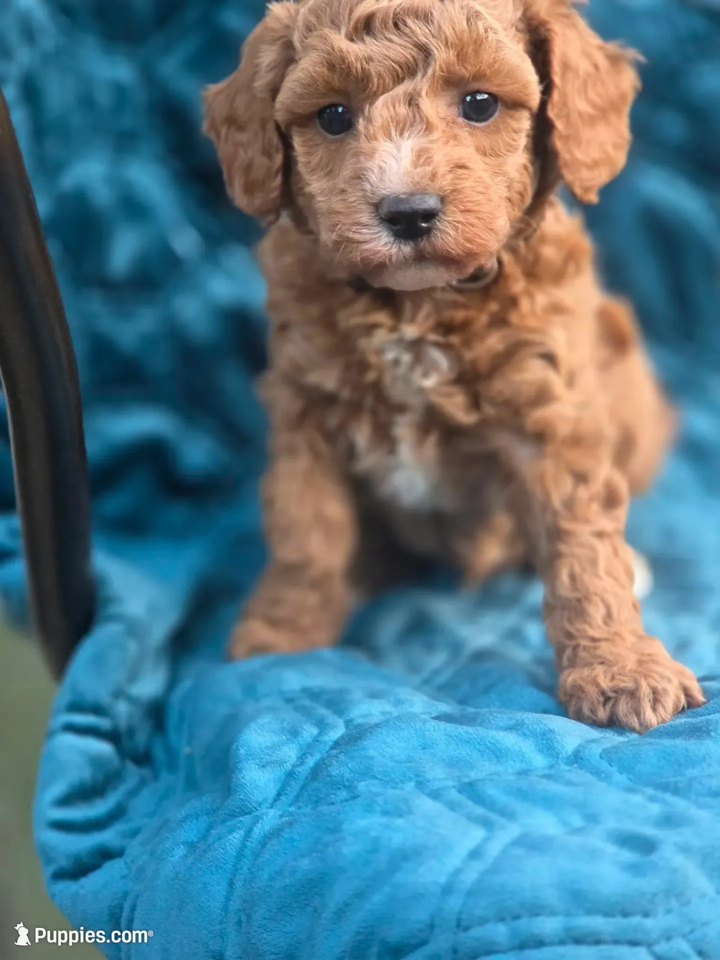 Rolden, a male Poodle - Miniature  for sale in Yacolt, WA – 3 of 8