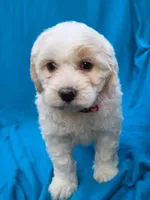 Bubbles, a female Portuguese Water Dog and Poodle - Miniature  for sale in Yacolt, WA – 5 of 8