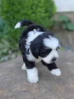 Candy, a female Sheepadoodle for sale in Yacolt, WA – 1 of 3