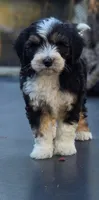 Freddy , a male Sheepadoodle for sale in Yacolt, WA – 3 of 3