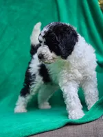 Bert, a male Sheepadoodle for sale in Yacolt, WA – 3 of 4