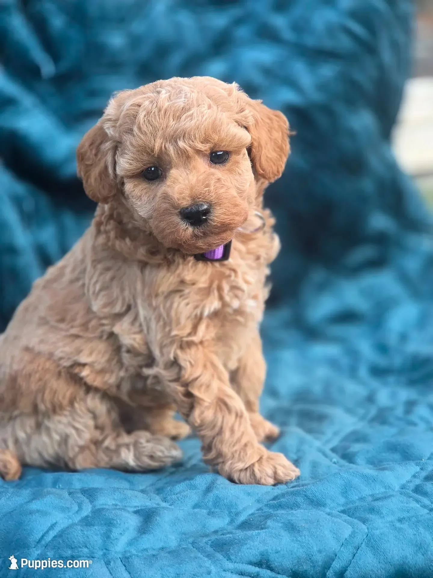 Larky, a female Poodle - Miniature  for sale in Yacolt, WA – 1 of 6