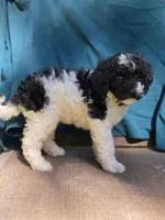 Pine, a female Portuguese Water Dog and Poodle - Miniature  for sale in Yacolt, WA – 4 of 10