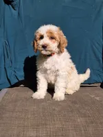 Cookie, a female Portuguese Water Dog and Poodle - Miniature  for sale in Yacolt, WA – 4 of 10