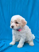 Bubbles, a female Portuguese Water Dog and Poodle - Miniature  for sale in Yacolt, WA – 2 of 8