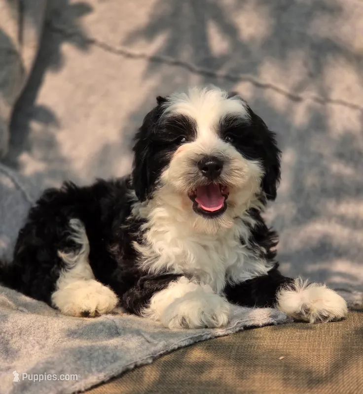 Candy – Sheepadoodle puppy for sale in Yacolt, WA