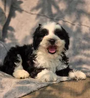 Candy, a female Sheepadoodle for sale in Yacolt, WA – 2 of 7