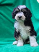 Freddy , a male Sheepadoodle for sale in Yacolt, WA – 1 of 3