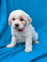 Bubbles, a female Portuguese Water Dog and Poodle - Miniature  for sale in Yacolt, WA – 7 of 8