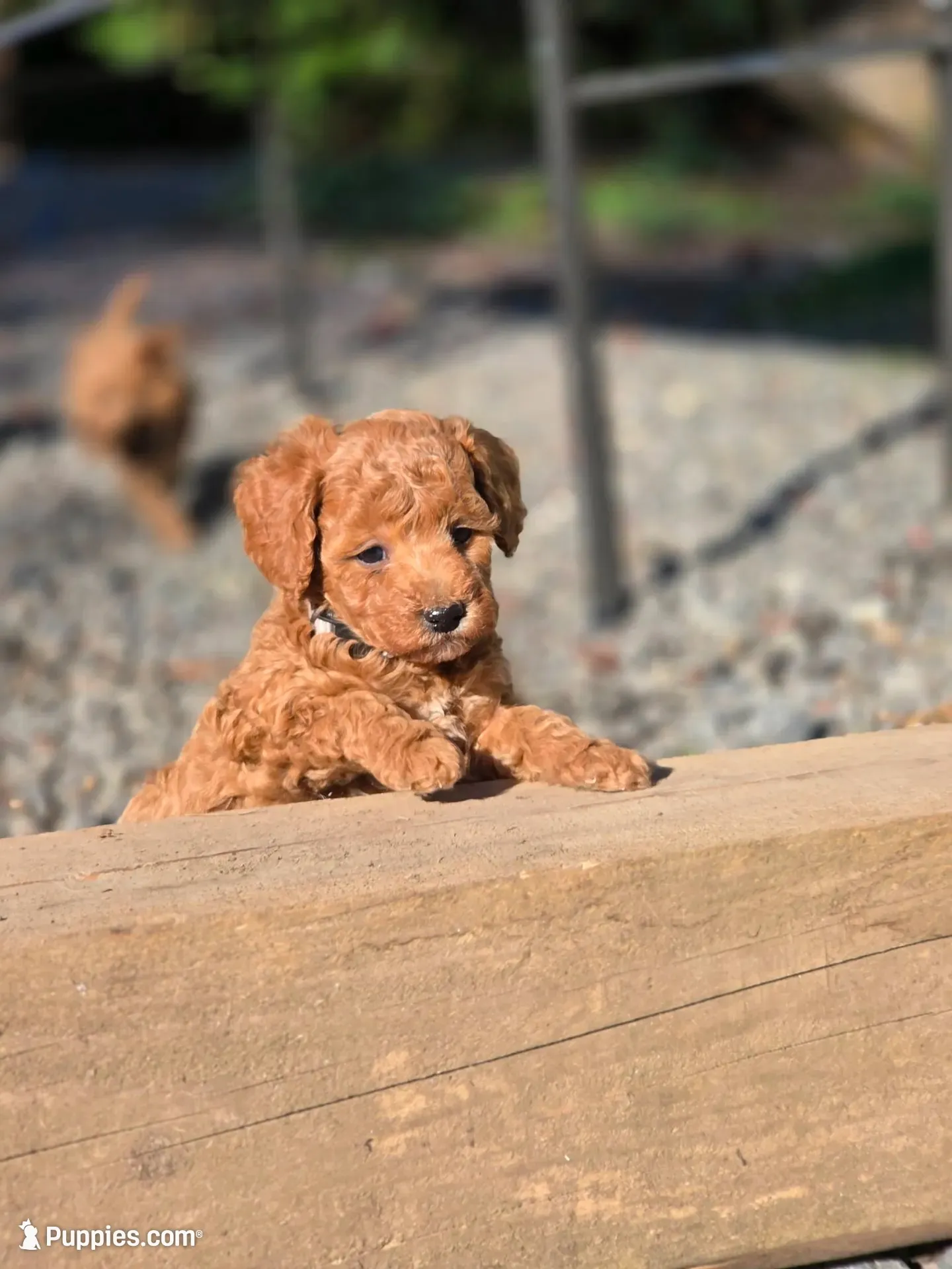 Alfred, a male Poodle - Miniature  for sale in Yacolt, WA – 5 of 9