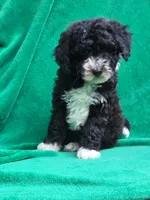 Peanut, a female Sheepadoodle for sale in Yacolt, WA – 2 of 4