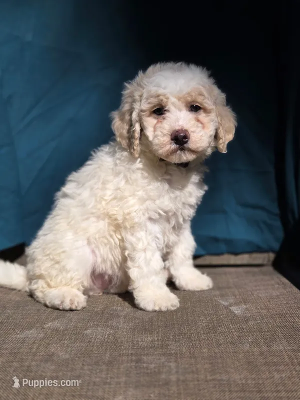 Triffle – Portuguese Water Dog, Poodle - Miniature  puppy for sale in Yacolt, WA