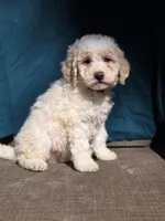 Triffle, a female Portuguese Water Dog and Poodle - Miniature  for sale in Yacolt, WA – 1 of 10
