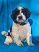 Sylvester , a male Portuguese Water Dog and Poodle - Miniature  for sale in Yacolt, WA – 2 of 6