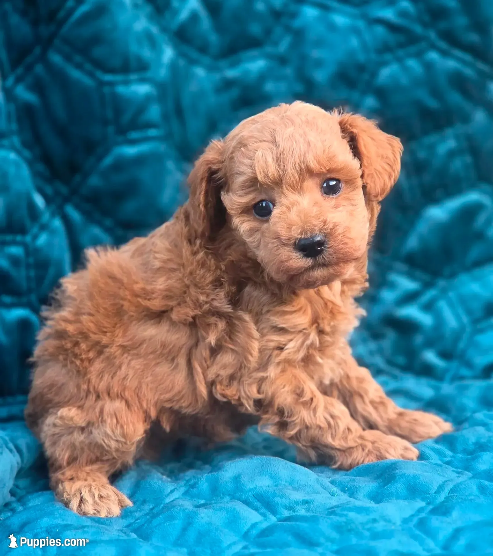Ralf, a male Poodle - Miniature  for sale in Yacolt, WA – 7 of 7