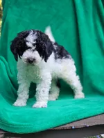 Bert, a male Sheepadoodle for sale in Yacolt, WA – 2 of 4