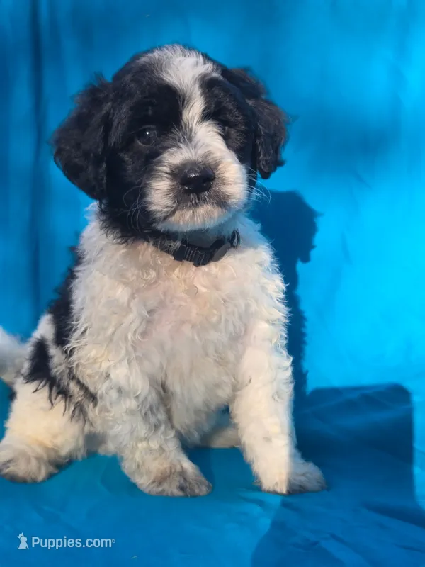 Sylvester  – Portuguese Water Dog, Poodle - Miniature  puppy for sale in Yacolt, WA