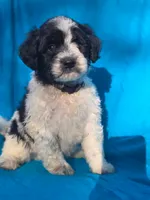 Sylvester , a male Portuguese Water Dog and Poodle - Miniature  for sale in Yacolt, WA – 1 of 6