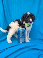 Pine, a female Portuguese Water Dog and Poodle - Miniature  for sale in Yacolt, WA – 8 of 8