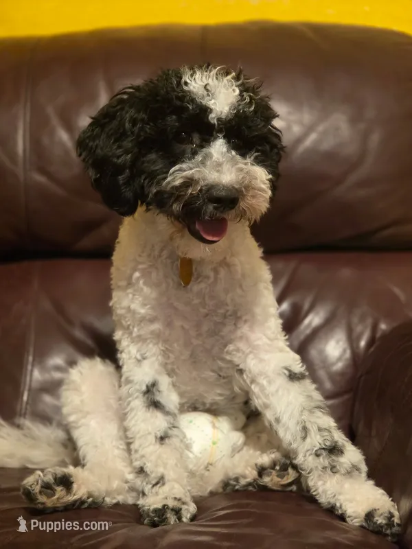 Winter – Portuguese Water Dog, Poodle - Miniature  puppy for sale in Yacolt, WA