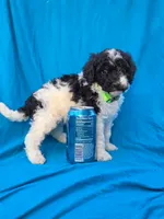 Pine, a female Portuguese Water Dog and Poodle - Miniature  for sale in Yacolt, WA – 7 of 8