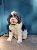 River, a male Portuguese Water Dog and Poodle - Miniature  for sale in Yacolt, WA – 4 of 8