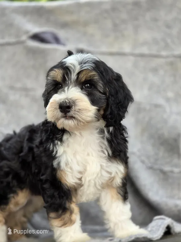 Freddy  – Sheepadoodle puppy for sale in Yacolt, WA
