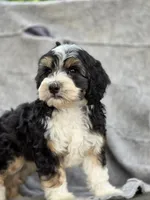 Freddy , a male Sheepadoodle for sale in Yacolt, WA – 3 of 8