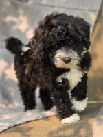 Peanut, a female Sheepadoodle for sale in Yacolt, WA – 4 of 8