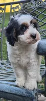 Ernie, a male Sheepadoodle for sale in Yacolt, WA – 2 of 4