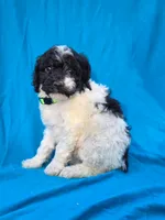 Pine, a female Portuguese Water Dog and Poodle - Miniature  for sale in Yacolt, WA – 6 of 8