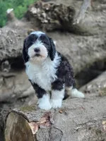 Sage, a female Sheepadoodle for sale in Yacolt, WA – 3 of 4